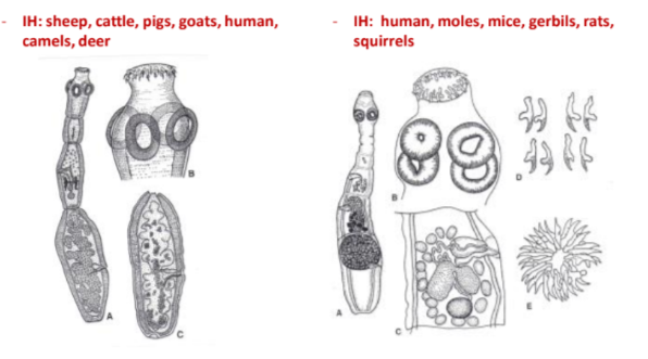 <ul><li><p>the <strong>smallest tapeworm 2-8mm</strong></p></li><li><p><strong>scolex rostellum with double row hooks</strong>, 4 suckers</p></li><li><p><strong>strobila </strong>consists 3-4 proglottids</p></li><li><p>DH: <span style="color: purple">car, fel, inhabit SI</span></p></li><li><p><strong>IH of echinococcus granulosus: </strong>sheep, cattle, pigs, goat, human, camel, deer</p></li><li><p><strong>IH of echinococcus multilocularis</strong>: human, moles, mice, gerbils, rats, squirrels</p></li></ul><p></p>