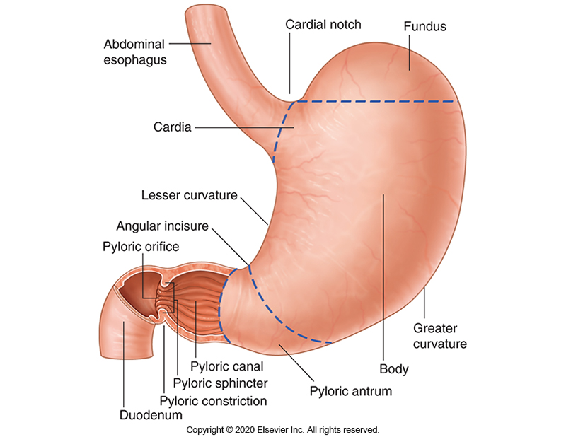 <p>1) Abdominal oesophagus</p><p>2) Cardial notch</p><p>3) Fundus</p><p>4) Cardia</p><p>5) Greater curvature</p><p>6) Body</p><p>7) Pyloric antrum</p><p>8.) Lesser curvature</p><p>9) Angular incisure</p><p>10) Pyloric canal</p><p>11) Pyloric sphincter</p><p>12) Pyloric constriction</p><p>13) Pyloric orifice</p><p>14) Duodenum </p>
