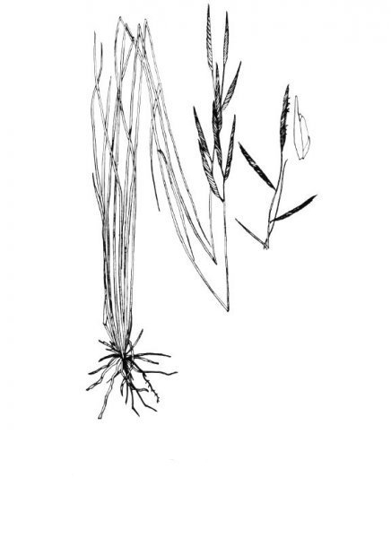 Marshhay cordgrass