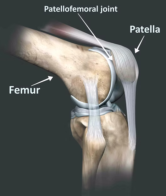 <p>patella &amp; femur</p>