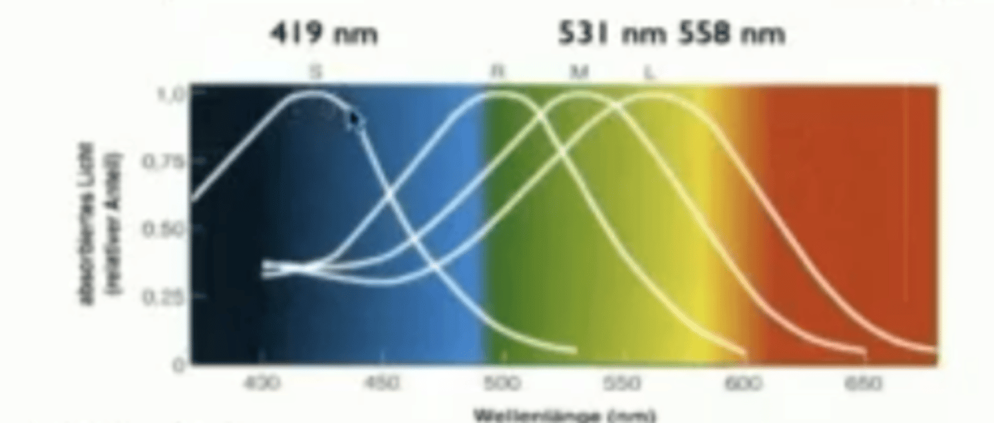 <p>Oben wird das menschliche Auge dargestellt, das drei Zapfentypen für kurze (S), mittlere (M) und lange (L) Wellenlängen hat. Diese Zapfen sind jeweils empfindlich für Blau, Grün und Rot.</p><p>Honigbiene, die einen anderen Bereich des Lichtspektrums wahrnimmt, einschließlich Ultraviolett. Honigbienen sind für ultraviolettes Licht empfindlich, das für das menschliche Auge unsichtbar ist.</p>
