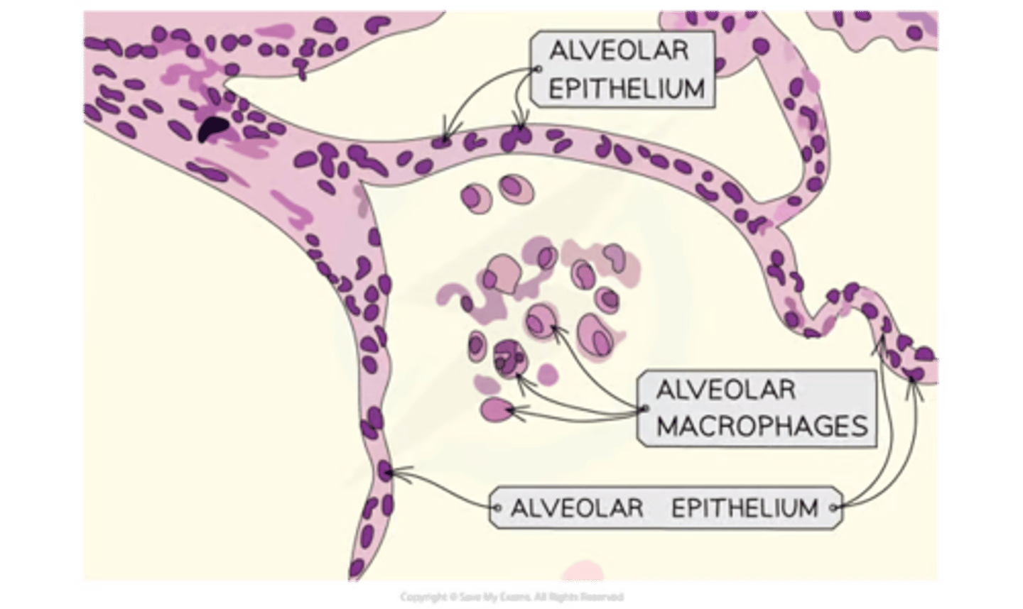 <p>-in alveoli as a thin lining = gas exchange</p><p>-forms the structure of the alveolar wall + so is <strong>very thin</strong> + permeable for the easy diffusion of gases</p>