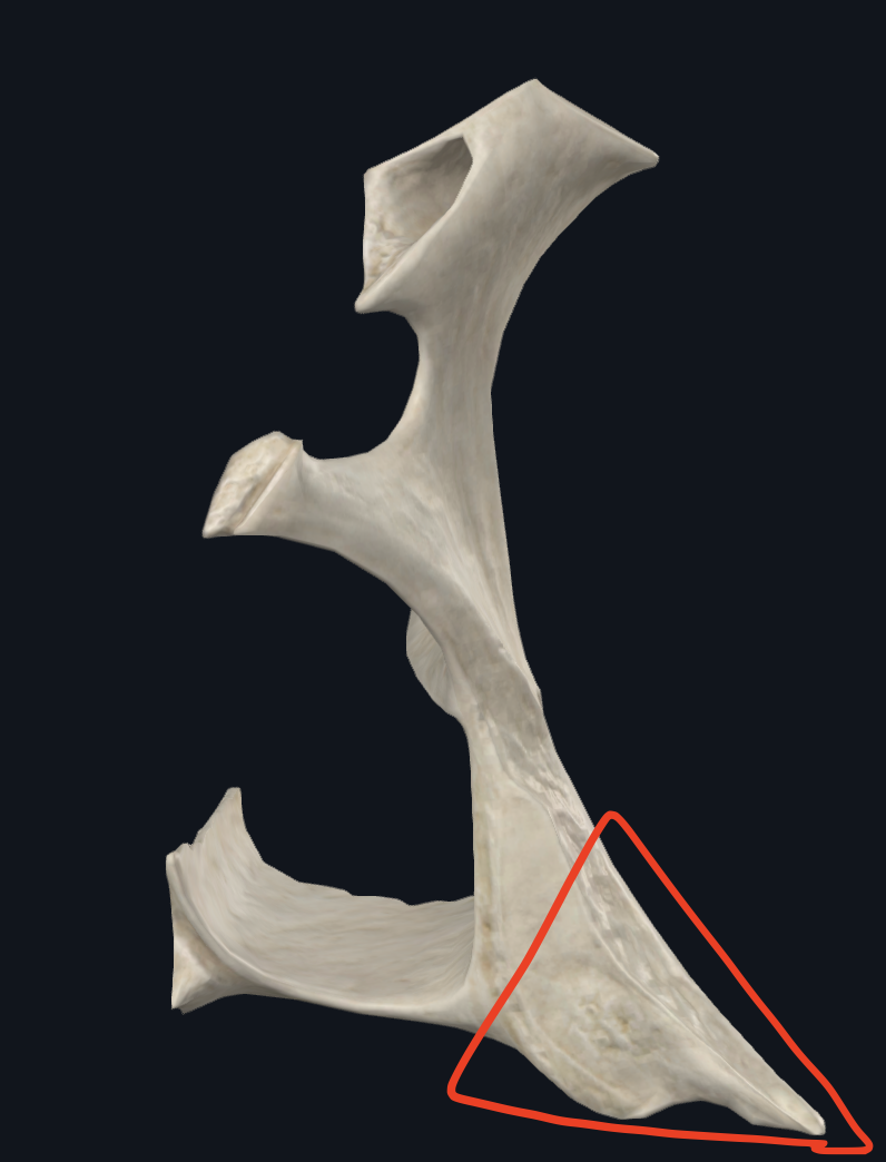 <p>Articula con la tuberosidad del maxilar anteriormente</p><p></p>