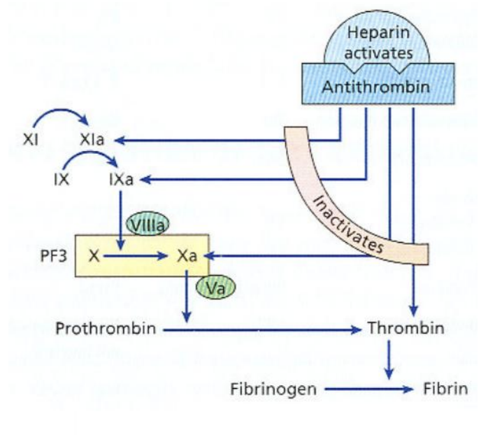 <ul><li><p><strong>Anticoagulante</strong> natural</p></li><li><p><strong>Potenciador</strong> da antitrombina III</p></li><li><p><strong>Polissacárido</strong> produzido nos <strong>basófilos</strong> e <strong>mastócitos</strong></p></li><li><p>Liga-se à <strong>antitrombina II</strong>I, <strong>aumentando</strong> a sua atividade</p></li><li><p><strong>Inibe</strong> a ativação dos fatores IX, X, XI e XII</p></li></ul><p></p>