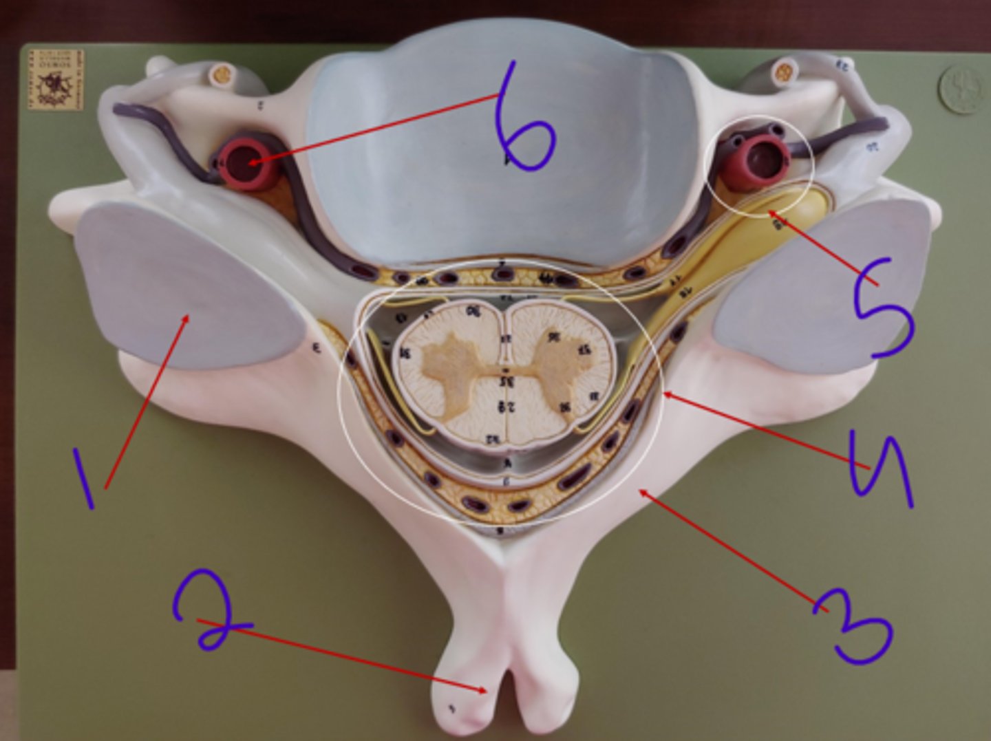 <p>Vertebrae - #4</p>