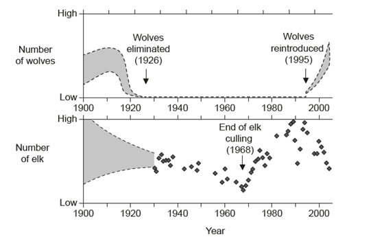 <p>The elimination of wolves (<em>Canis lupus</em>) from Yellowstone National Park in 1926 and their reintroduction in 1995 provided the opportunity to examine ecological interactions with elk (<em>Cervus elaphus</em>). The National Park Service made efforts between the 1920s and 1968 to reduce the size of elk herds by culling (selective killing) because of concerns about overgrazing.</p><p>The graphs provide the trends for the numbers of wolves and elk in Yellowstone National Park from 1900 to 2004.</p><p></p><p>3a (3 marks): Outline the changes in elk population between the years 1930 and 2004.</p>