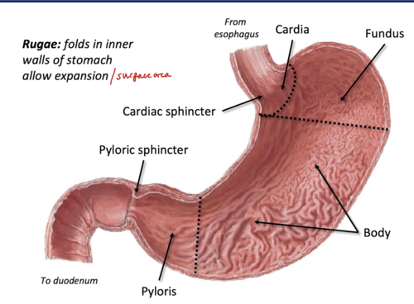 <p>-has Rugae: folds in inner walls of stomach to allow expansion/surface area for digestive glands</p>
