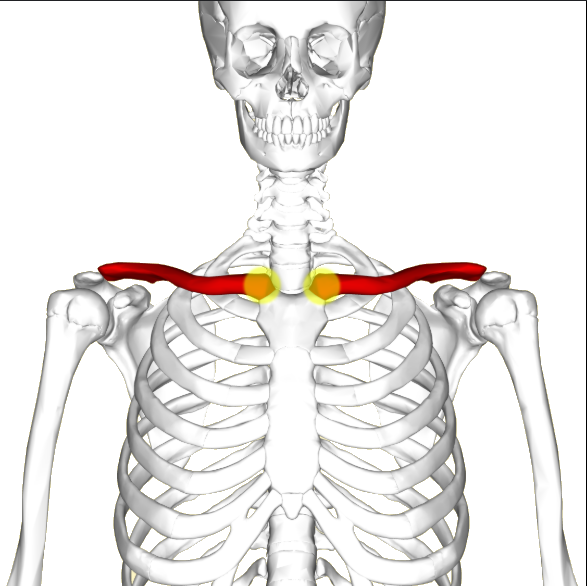 <p>What ends of the clavicle is this?</p>