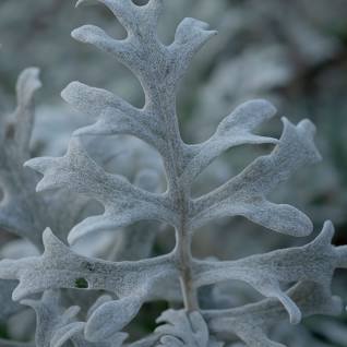 <p>Silver Ragwort</p>