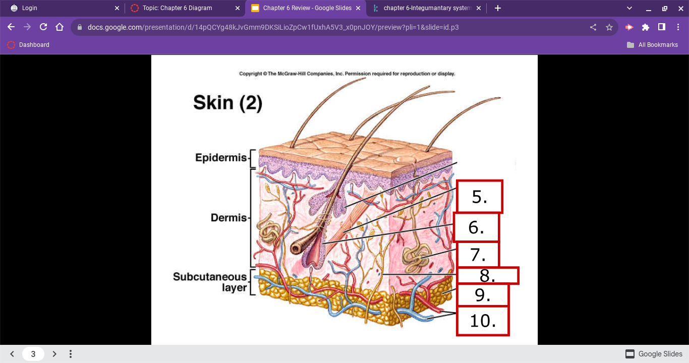 <p>skin diagram </p>