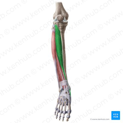 <p>dorsiflexes the foot (prime mover) and inverts the foot</p>