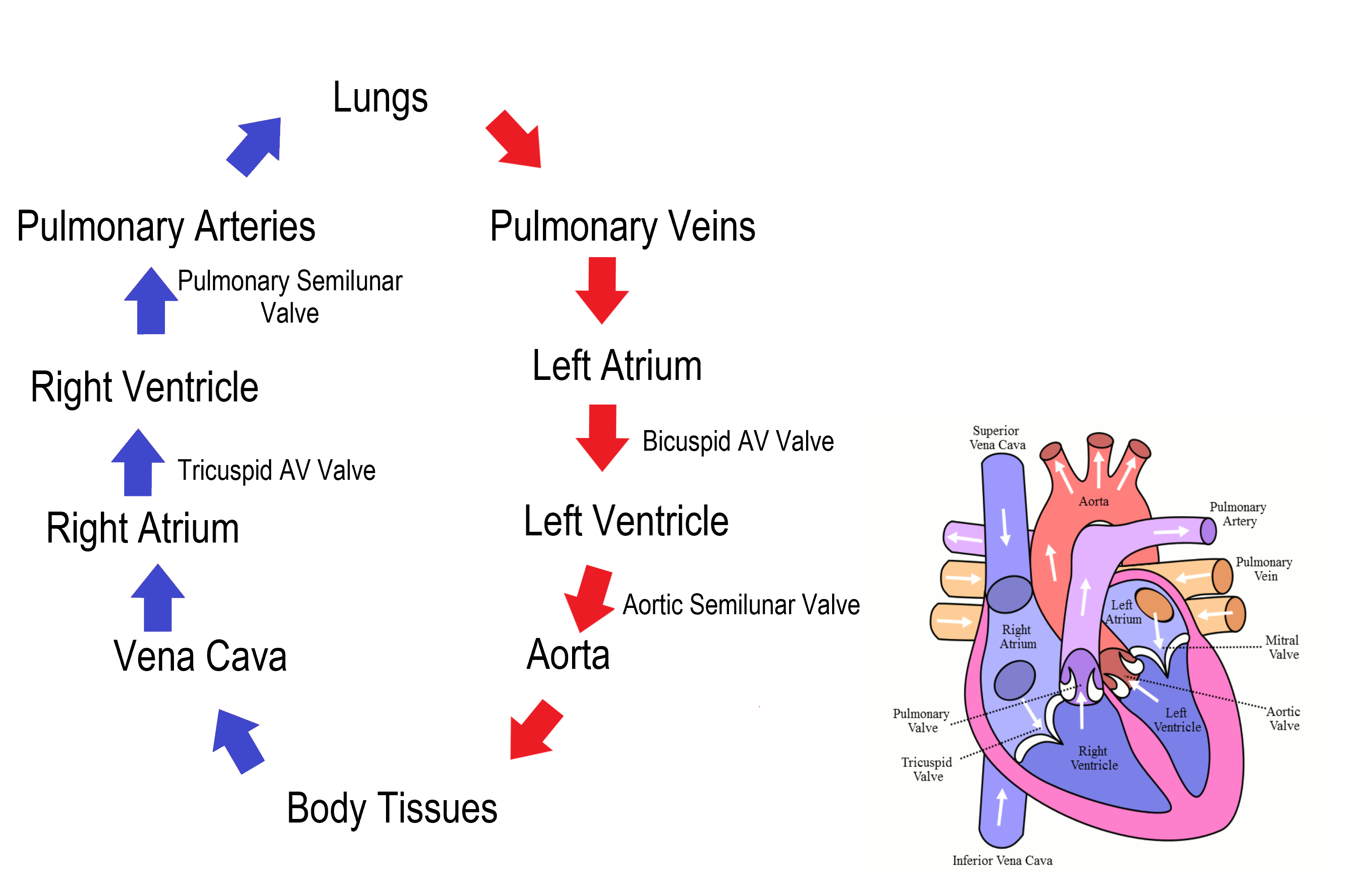<ul><li><p>Lungs pick up oxygen</p></li><li><p>Pulmonary Vein into the heart</p></li><li><p>Through the Left Atrium and Ventricle pumped to the body</p></li><li><p>Aorta-major artery out of heart</p></li><li><p>Arteries path through the body</p></li><li><p>Capillaries destination of oxygen, and carbon dioxide is picked up</p></li><li><p>Veins take deoxygenated blood back to the heart</p></li><li><p>Vena Cava's "blue" blood enters the heart</p></li><li><p>Through the Right Atrium and Ventricle pumped to the lungs</p></li><li><p>Pulmonary Artery "blue" blood heads to lungs</p></li><li><p>Lungs-Drops off carbon dioxide</p></li></ul>