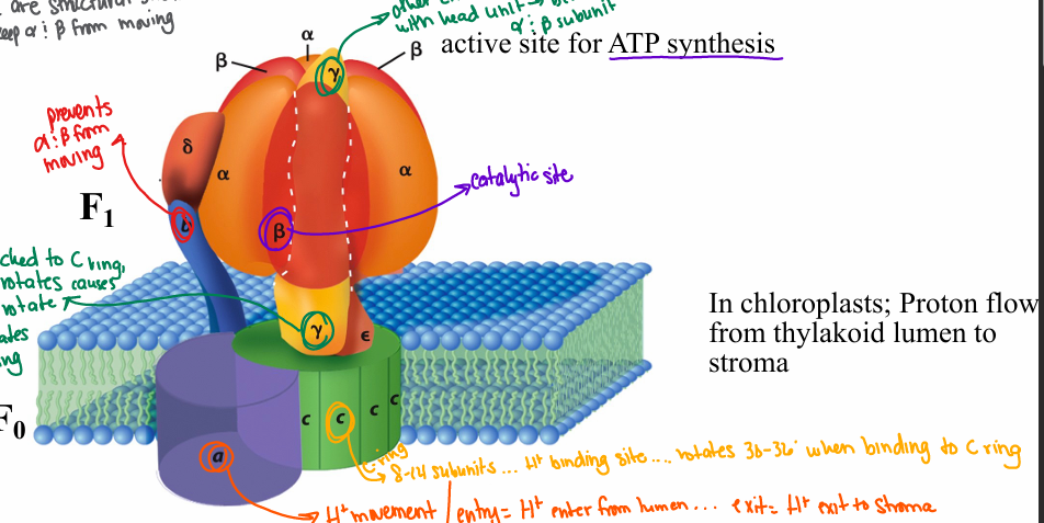 <p>alpha and beta- active site for ATP synthesis</p><p>beta- catalytic site</p><p>b- prevents alpha and beta from moving</p><p>Y- attached to c-ring, Y rotates as C ring rotates… between alpha and beta subunits</p><p>c- (c-ring) 8-14 subunits; H+ binding site, rotates 30-36 degrees when binging to C ring</p><p>a- H+ movement… H+ entrance from lumen/ H+ exit to stroma</p>