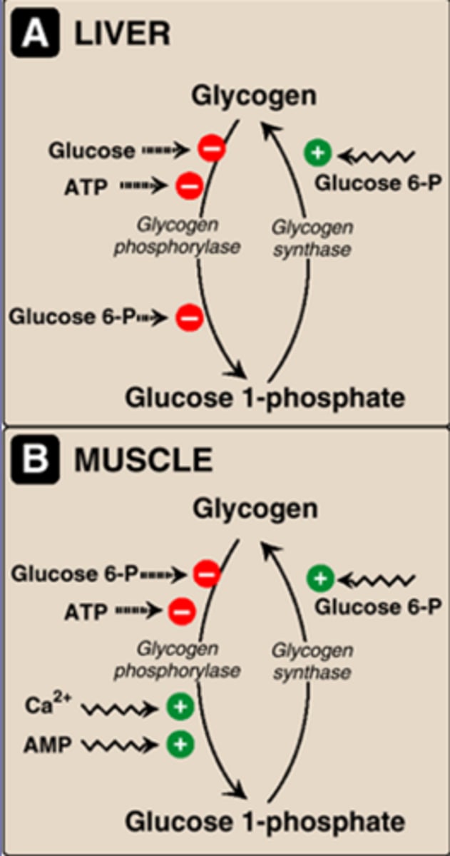 <p>Liver: glycogen synthase activated by G-6-P (G1P->glycogen)<br>glycogen phosphorylase inhibited by G-6-P, ATP, glucose (Glyogen->G1P). <br><br>Muscle, same as liver, but glycogen phosphorylase is also stimulated by Ca (from nerve impulses) and AMP (muscle contraction)</p>