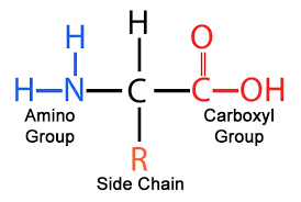 <ul><li><p>amino terminus (NH<sub>2</sub>) on left</p></li><li><p>carboxyl terminus (COOH) on right</p></li></ul><p></p>