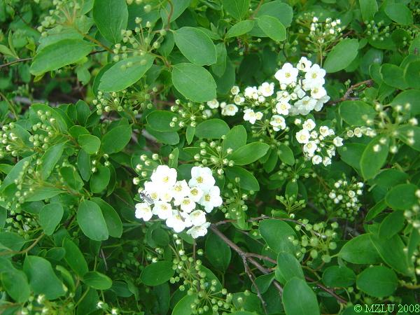 <p><span><em>Spiraea </em>x<em>vanhouttei</em></span></p>