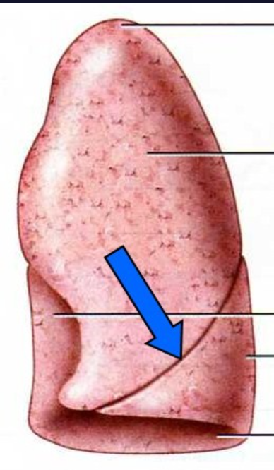 The groove that separates the superior and inferior lobes of the lungs.
