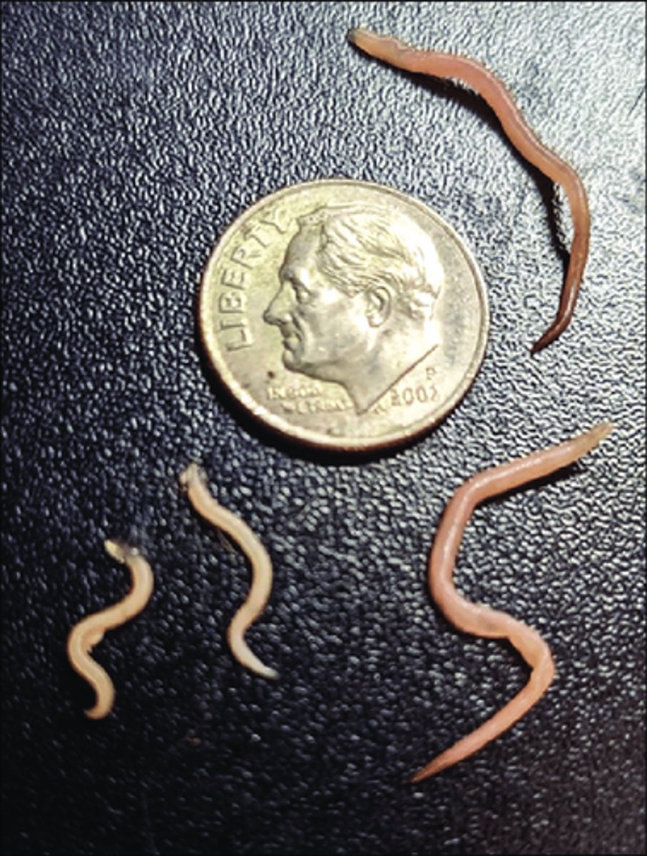 <p>What parasite is this if it is from a dog</p>