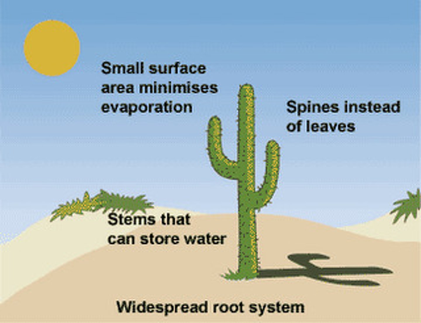 <p>A physical feature of an organism's body having a specific function that contributes to the survival of the organism</p>