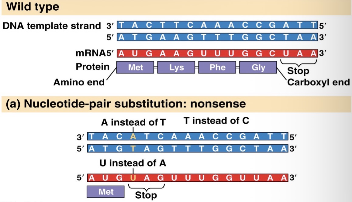 <p>No protein, really bad for cell, possible cancer</p>