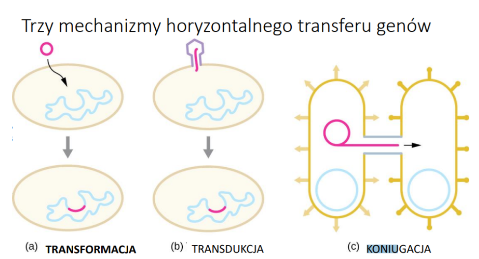 <p><strong>Transformacja:</strong><br>- DNA środowiskowe przyjęte do komórek<br>- Może funkcjonować jako plazmidy albo zintegrować się z genomem</p><p></p><p><strong>Transdukcja:</strong><br>- Opiera się na ƒạgach<br>- Wstrzyknięte DNA może: <br>- kodować więcej ƒạgów lub <br>- zintegrować się z chromosomem gospodarza lub <br>- występować w cytoplazmie jako zewnątrzkomórkowe DNA</p><p></p><p>Koniugacja:<br>- Bezpośredni transfer DNA pomiędzy komórkami<br>- Wymaga plazmidu koniugacyjnego i pilusa</p>