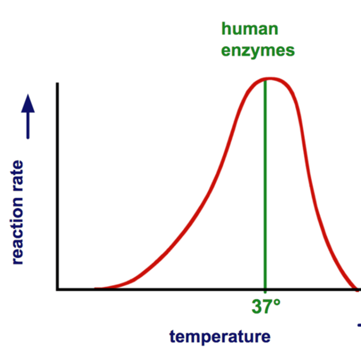 <p>The optimum temperature for most enzymes is 35°- 40°C (body temp = 37°C) or 98.6 °F</p>