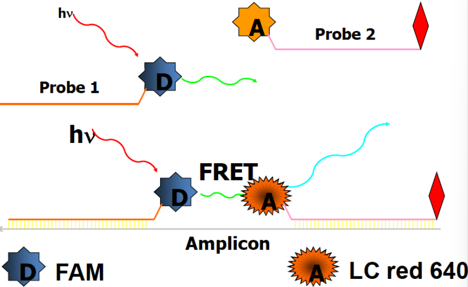 <p>These assays use two sequence-specific oligonucleotide probes in addition to two sequence specific primers. The two probes are designed to bind to adjacent sequences in the target. The probes are labeled with a pair of dyes that can engage in FRET. The donor dye is attached to the 3′ end of the first probe, while the acceptor dye is attached to the 5' end of the second probe. During real-time PCR, excitation is performed at a wavelength specific to the donor dye, and the reaction is monitored at the emission wavelength of the acceptor dye. At the annealing step, the probes hybridize to their target sequences in a head-to-tail arrangement. This brings the donor and acceptor dyes into proximity, allowing FRET to occur. The increase in PCR product is proportional to amount of fluorescence</p>