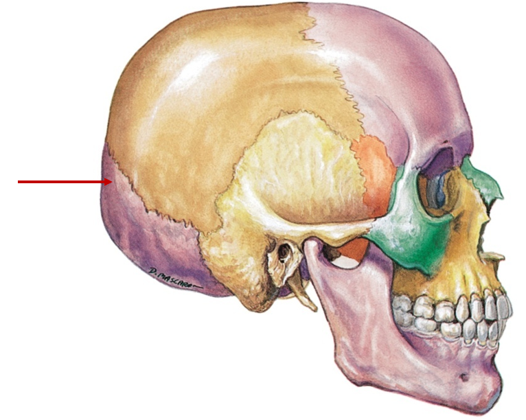 <p>Back of head</p>
