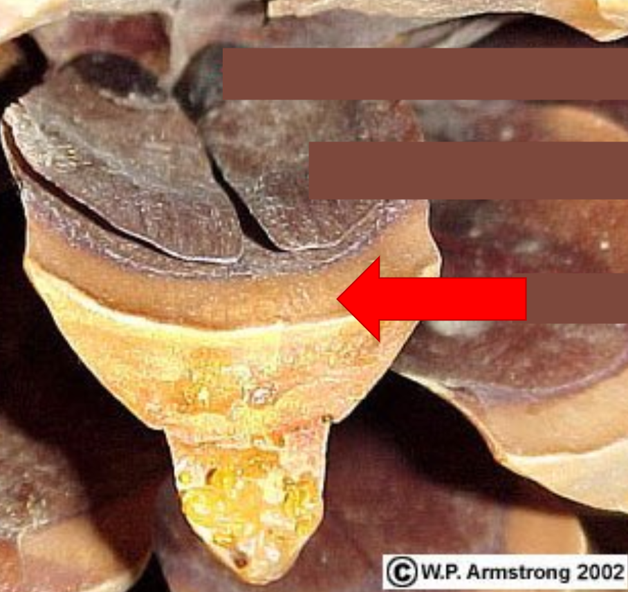 <p>What structure does this arrow point to?</p><p>A) Seed</p><p>B) Wing</p><p>C) Ovuliferous Scale</p>