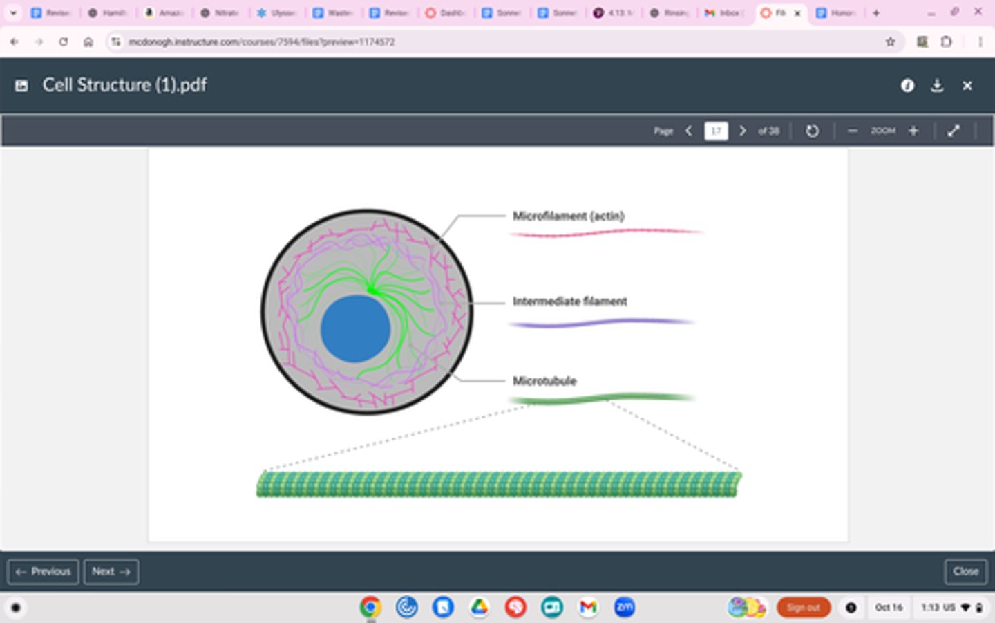 <p>Structure</p><p>Thread-like fibers (Microtubules, Actin filaments, and more)</p><p>Made of proteins</p><p>Usually not pictured in cell diagrams</p><p>Function</p><p>Gives cell shape</p><p>Ability to move organelles around</p><p>Provide structural support for animal cells that don’t have cell walls</p>