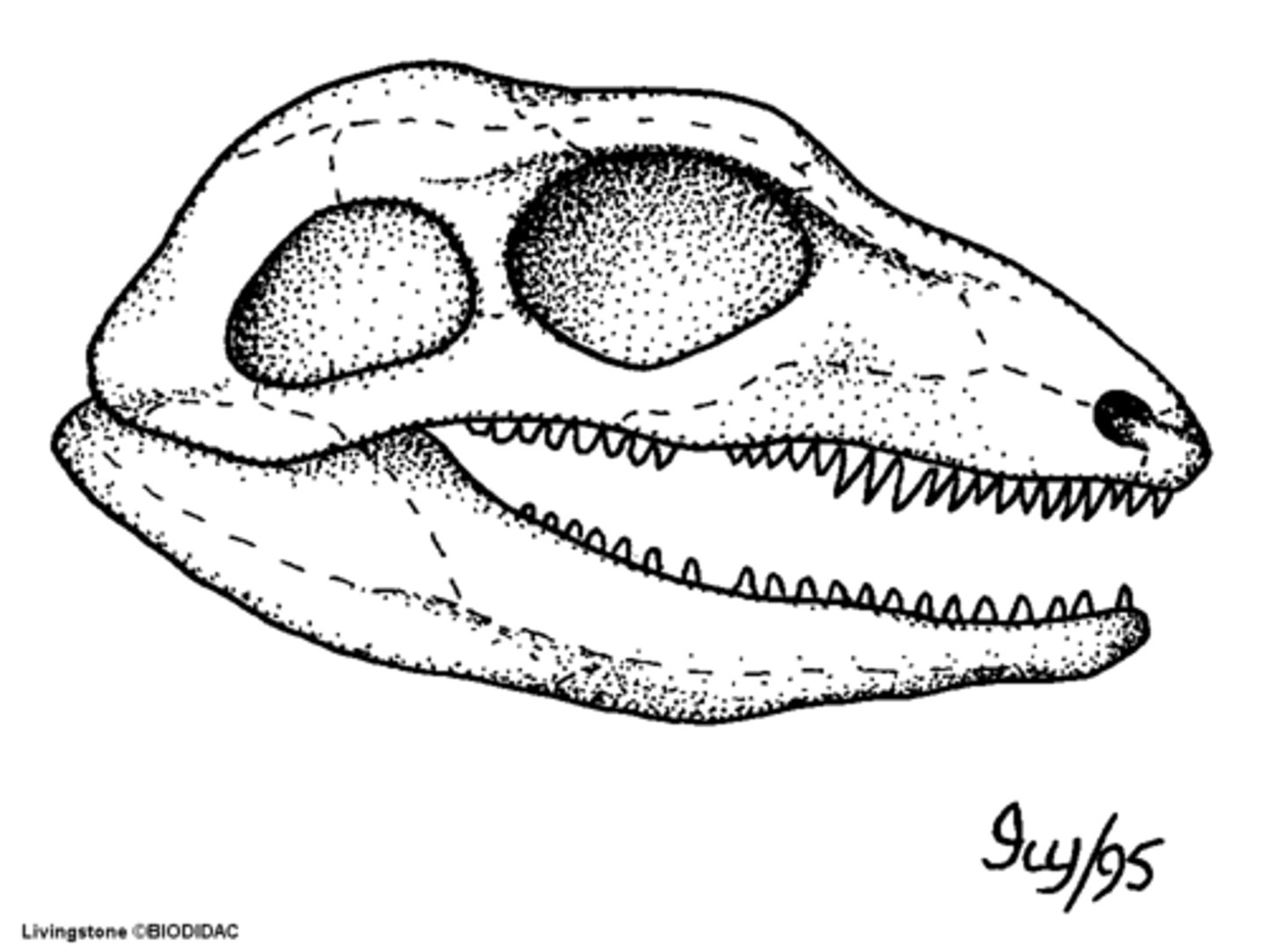<p>term for mammal having one temporal fenestra</p>