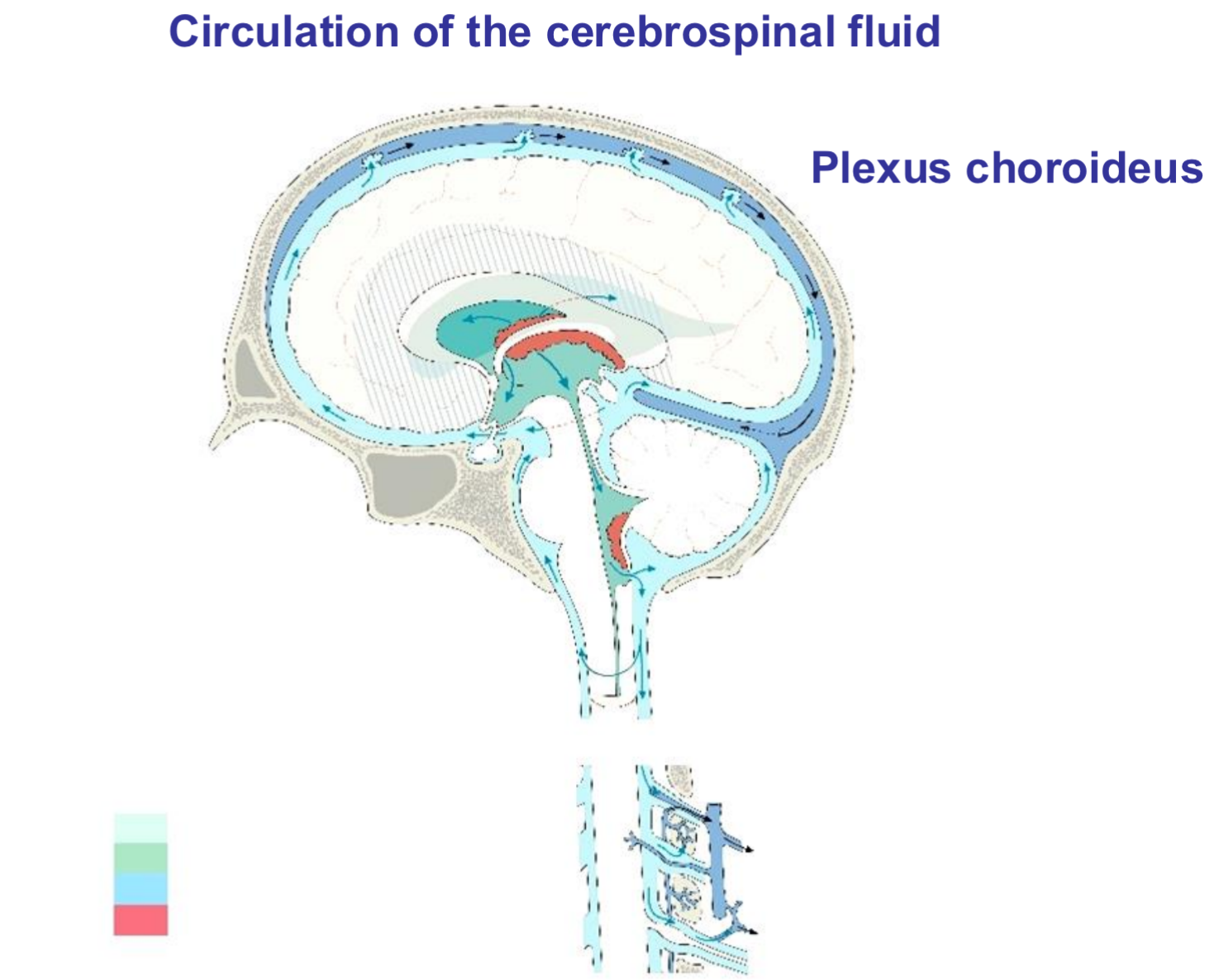 <ul><li><p>CSF circulates through the brain's ventricular system and subarachnoid space in a unidirectional flow driven by choroid plexus production (~500 mL/day), arterial pulsations, respiration, and posture</p></li></ul><p></p><p><strong>Circulation Pathway</strong></p><ol><li><p>Produced in lateral ventricles by choroid plexus </p></li><li><p>Flows from lateral ventricles to 3rd ventricle </p></li><li><p>Flows from 3rd ventricle to 4th ventricle </p></li><li><p>Exits 4th ventricle into cisterna magna and subarachnoid space around brain/spinal cord </p></li><li><p>Circulates multidirectionally over brain convexities, basal cisterns, spinal subarachnoid space </p></li></ol><p></p>