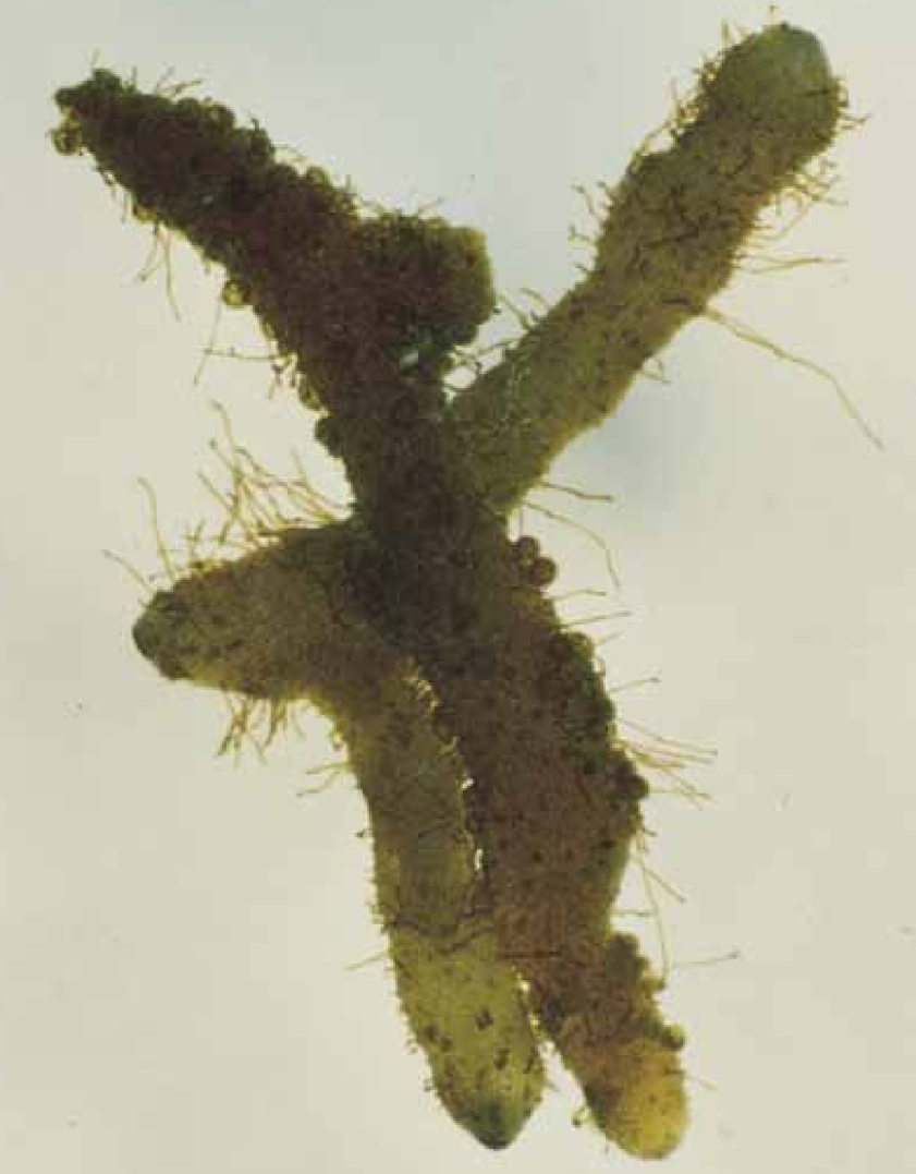 <p>Whisk fern: Psilotum, timesipteris</p><p>Lacks roots and leaves</p><p>Dichotomoussly branching</p><p>Rhizome with many rhizomes</p><p>Prostele</p><p>Homosporous and which sperms give rise to bisexual gamtophyte</p><p>The sporophyte becomes detached from the foot, which remains embedded in the gametophyte</p>