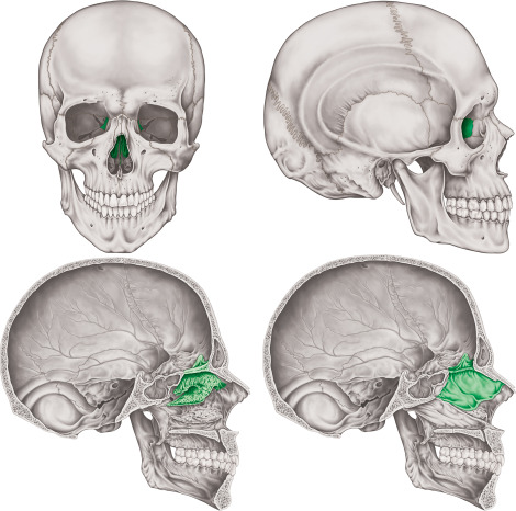 <p>Cranial Bones: Ethmoid Bone</p>