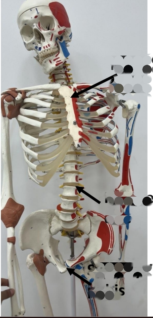 <p>identify these joints and mention there type respectively from up to down</p>