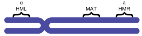 <p>2 mating types in <em>Saccharomyces cerevisiae</em>: MAT alpha and a</p><p>both MATalpha and MATa are alleles of the MAT locus on chromosome 3 (controls mating type)</p><p>HML and HMR (hidden MAT left/right) contain silent copies of MATalpha and MATa</p><p>mating type can be switched by replacing the allele on the MAT locus with one of the copies in HML or HMR by site-specific recombination</p>