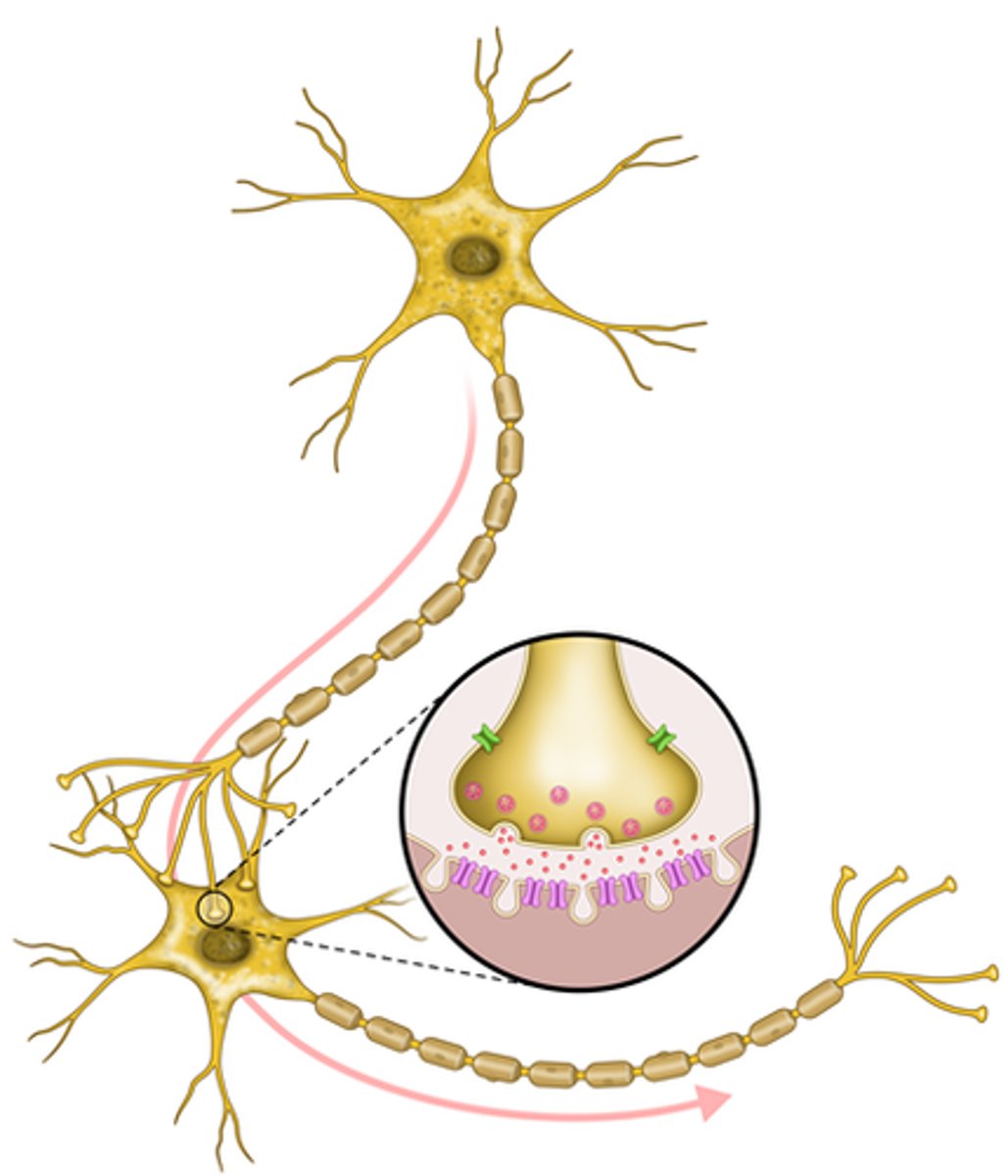 <p>The knob-like structure at the end of telodendria</p><p>- also known as the terminal button or end foot</p>