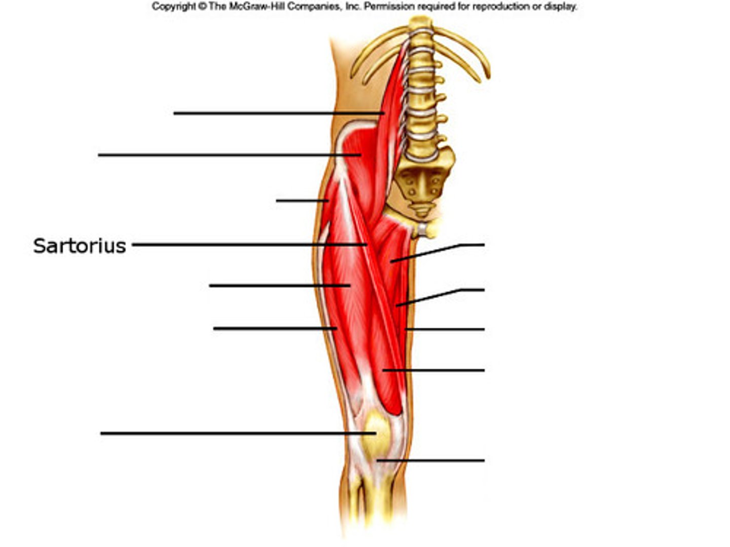 <p>Flexes, abducts, and externally rotates the hip</p>
