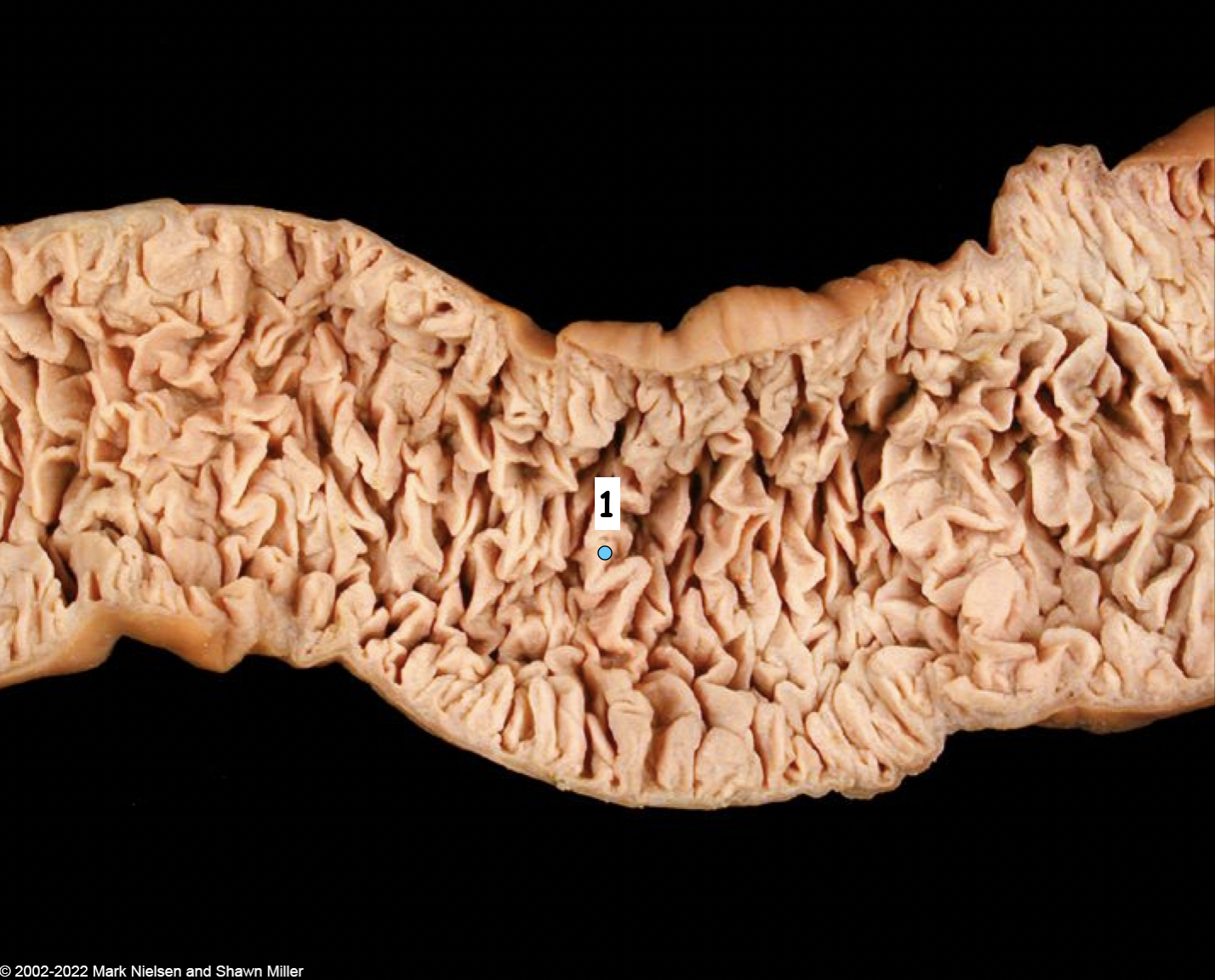 <p>What is number 1</p>