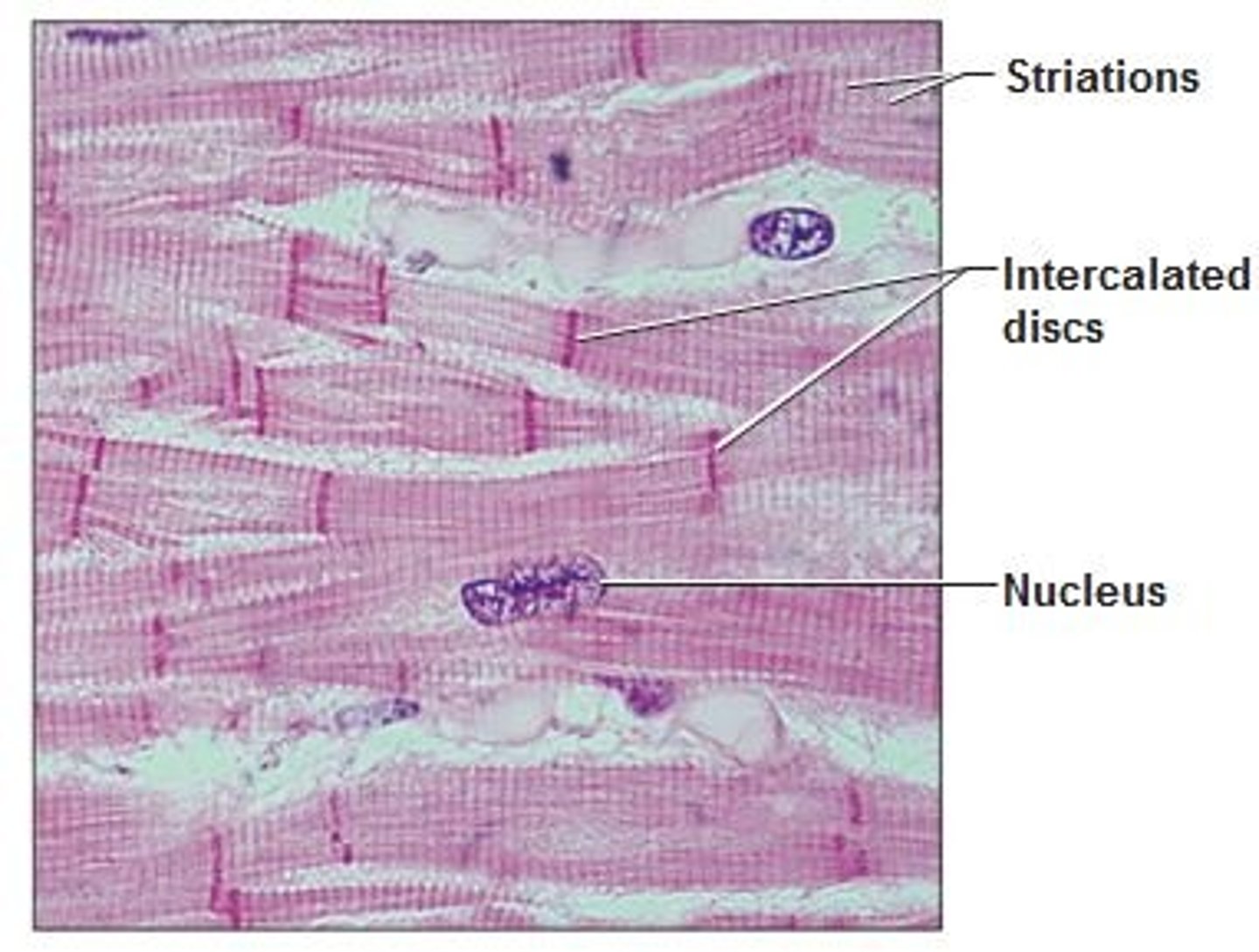 <p>the striated and involuntary tissue that forms most of the wall of the heart</p>