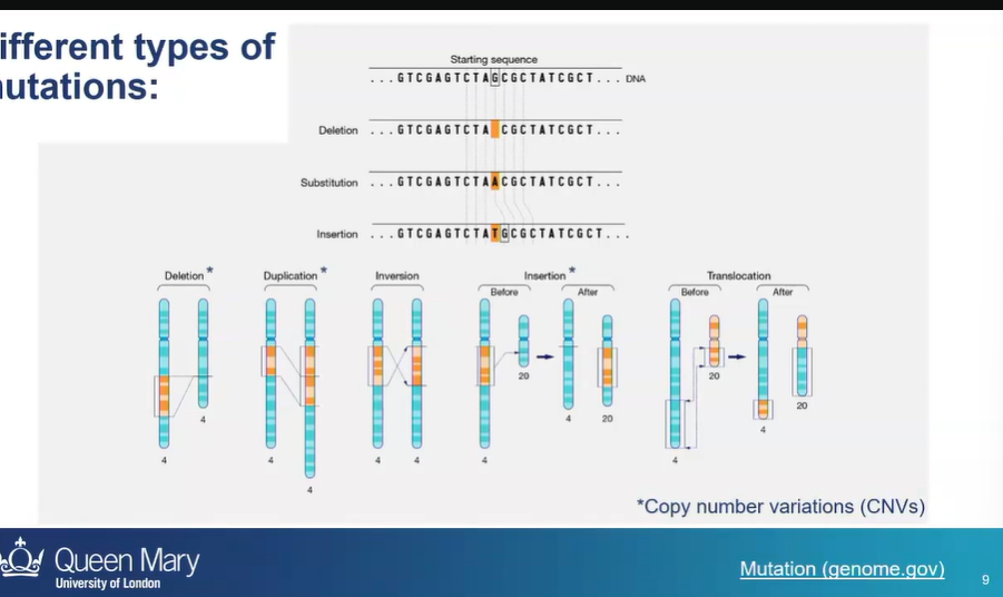 <p>mutations that affect a single nucleotide</p><p>or mutations that affect a large stretch if chromosomal DNA</p>