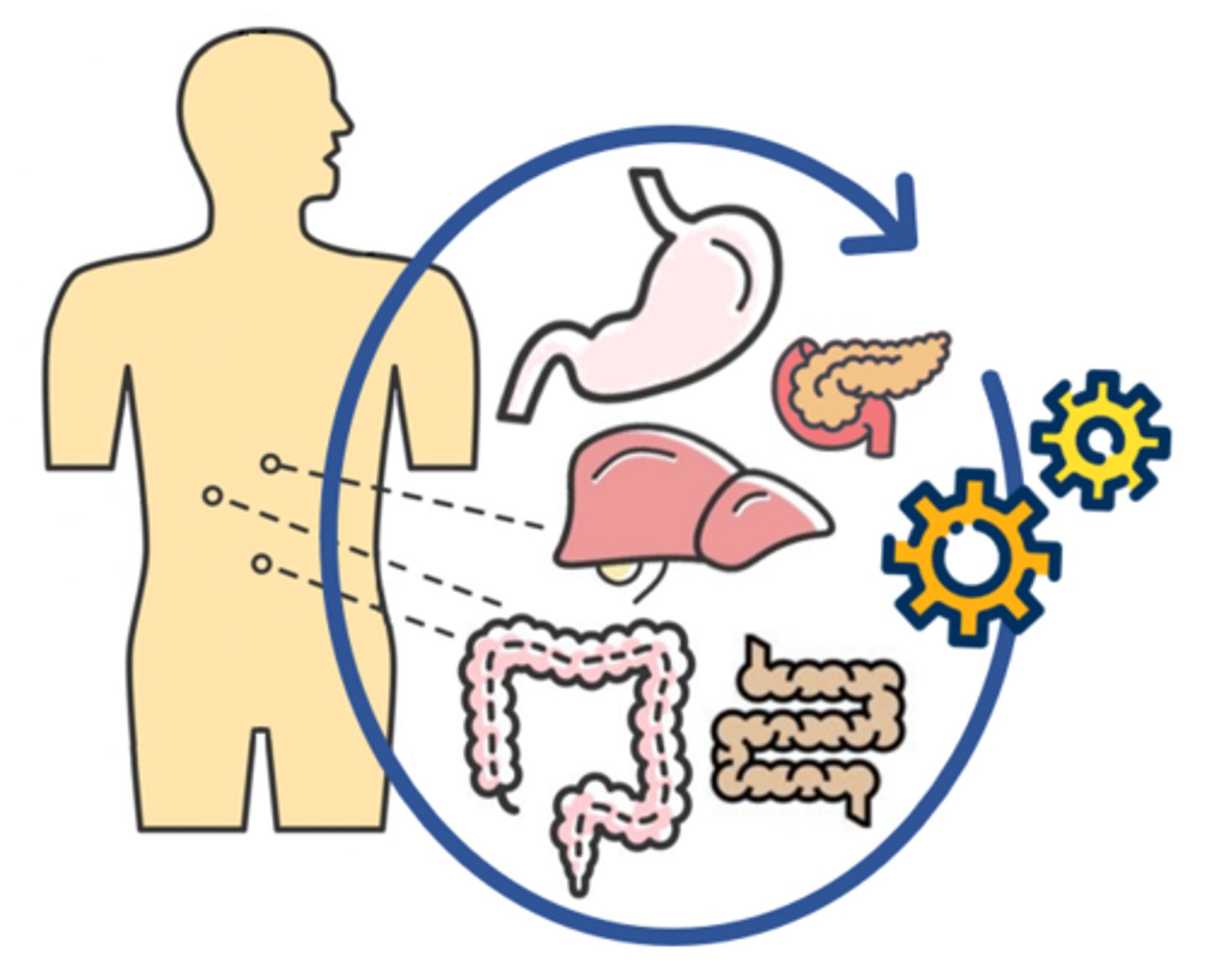 <p>the study of the functions of body parts & the body as a whole</p>