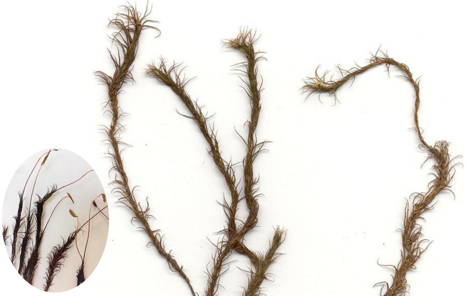 <p>Polytrichum formosum</p>