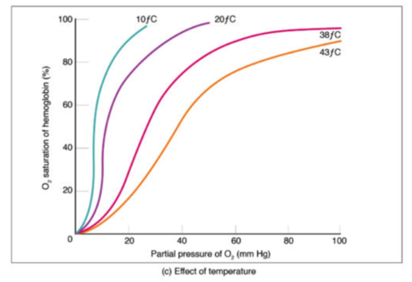 <p>right shift</p><p>(structure of</p><p>hemoglobin favors</p><p>its deoxygenated state</p><p>in high temperature)</p>
