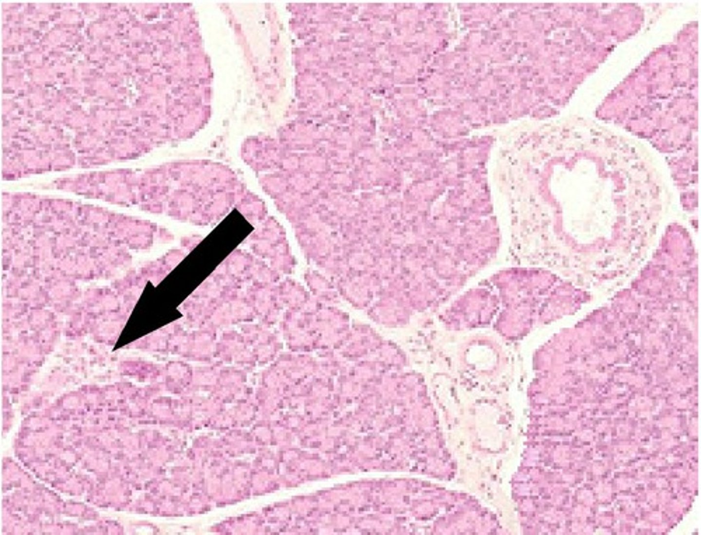 <p>A. Label B. Hormones made there</p>