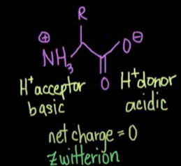 <ul><li><p>The pH at which a molecule carries no net charge. </p></li><li><p>For <strong>amino acids</strong>, it’s the pH where the molecule is <strong>zwitterionic</strong>: the <strong>amino group is protonated (NH₃⁺)</strong> and the <strong>carboxyl group is deprotonated (COO⁻)</strong>, and any other ionizable groups are balanced.</p></li></ul><p></p>