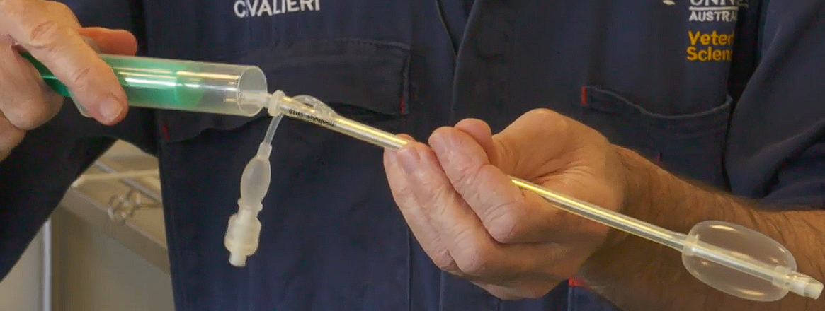 <p>Ai catheter (MAVIC catheter)</p><p>Dogs (smallies)</p><p>When in vagina and up against cervix can inject air to fill bulb that plugs the vagina b4 injecting semen</p>