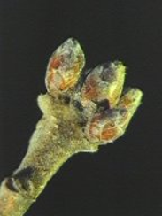 <p><span><strong>Letorosty plstnaté</strong></span></p>