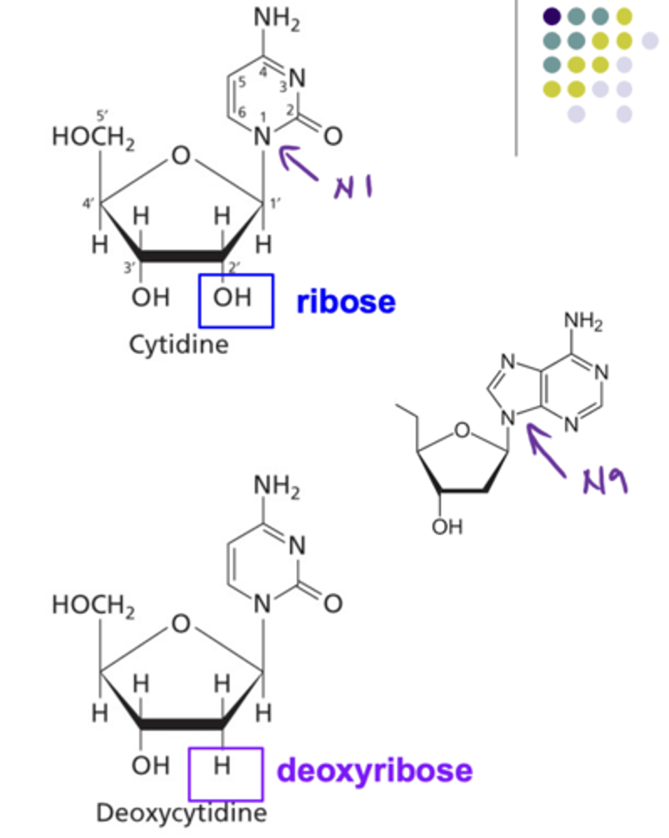<p>Pyrimidine = N1</p><p>Purines = N9</p>