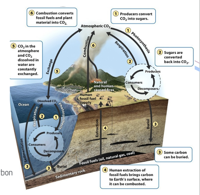 <p>reservoir that take in more carbon than it releases</p>
